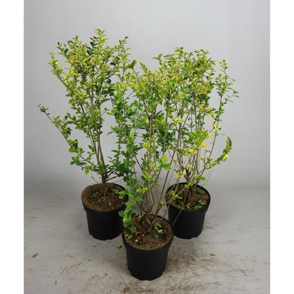 Liguster – Ligustrum ovalifolium 'Aureum' - C5 60-80 CM
